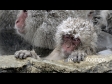 Sleeping Snow Monkey Infant CU 2976
